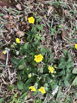 Image of Potentilla discolor Bunge