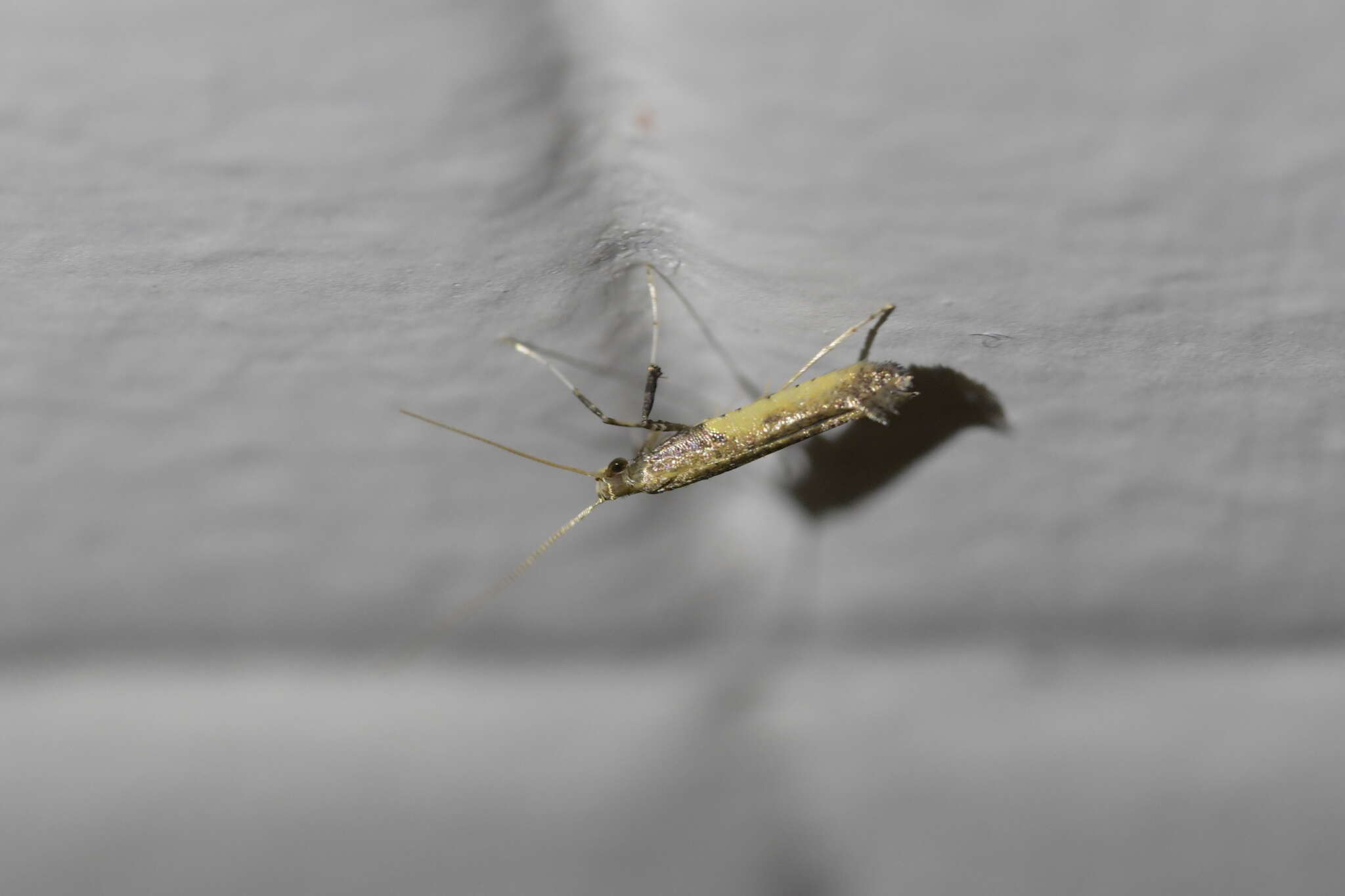 Image of Azalea leafminer