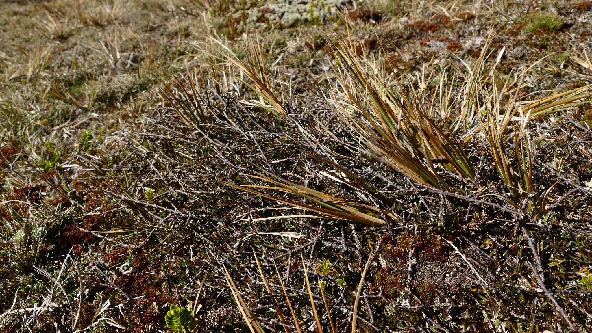 Image de Coprosma elatirioides de Lange & A. S. Markey