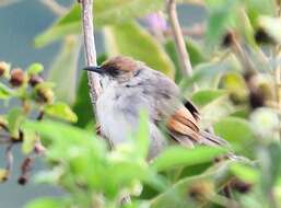 Image of Hunter's Cisticola