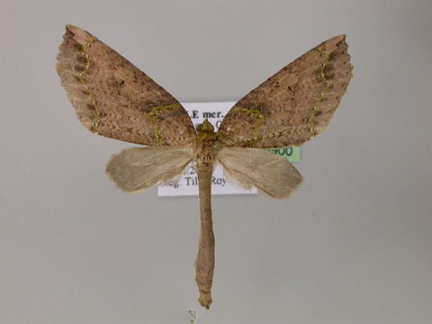 Image of <i>Triptiloides krahmeri</i> Parra 1991