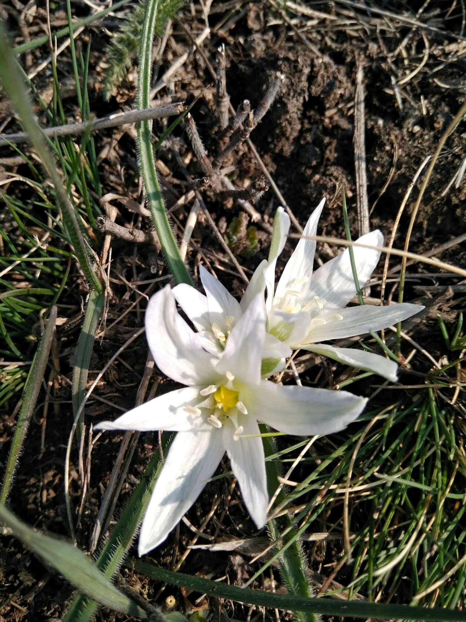 Image of Ornithogalum fimbriatum Willd.