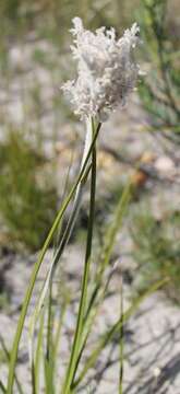 Image of Lanaria lanata (L.) T. Durand & Schinz