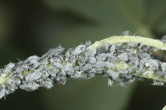 Image of Aphid