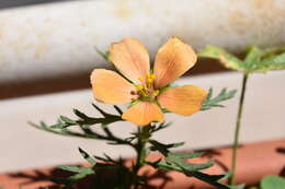 Turnera sidoides L.的圖片