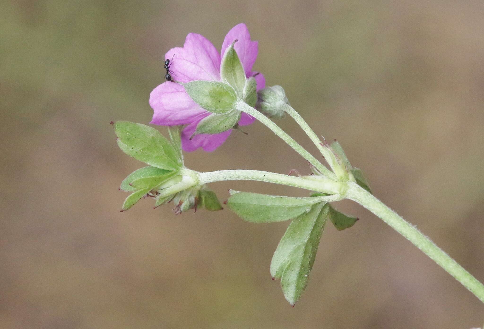 Image of Alderney Crane's-bill