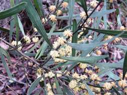 Acacia stricta (Andrews) Willd.的圖片