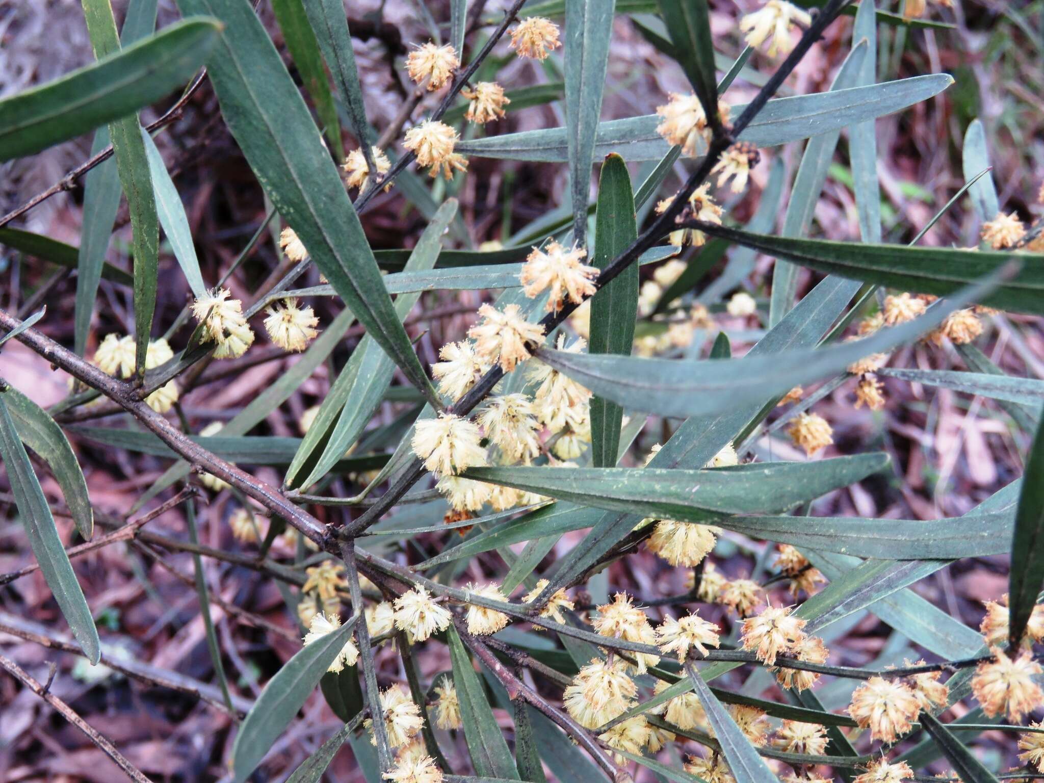 Acacia stricta (Andrews) Willd.的圖片