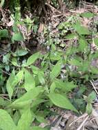 Image of Lysimachia decurrens G. Forst.