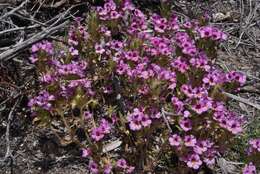 Image of eggleaf monkeyflower