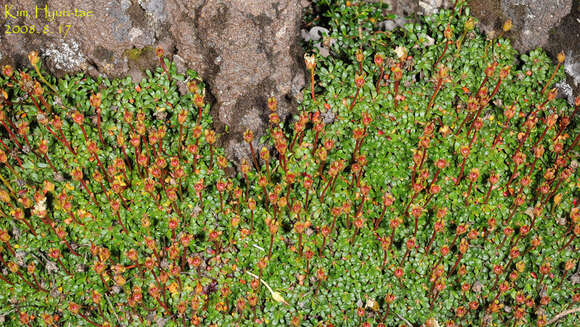 Image of pincushion plant