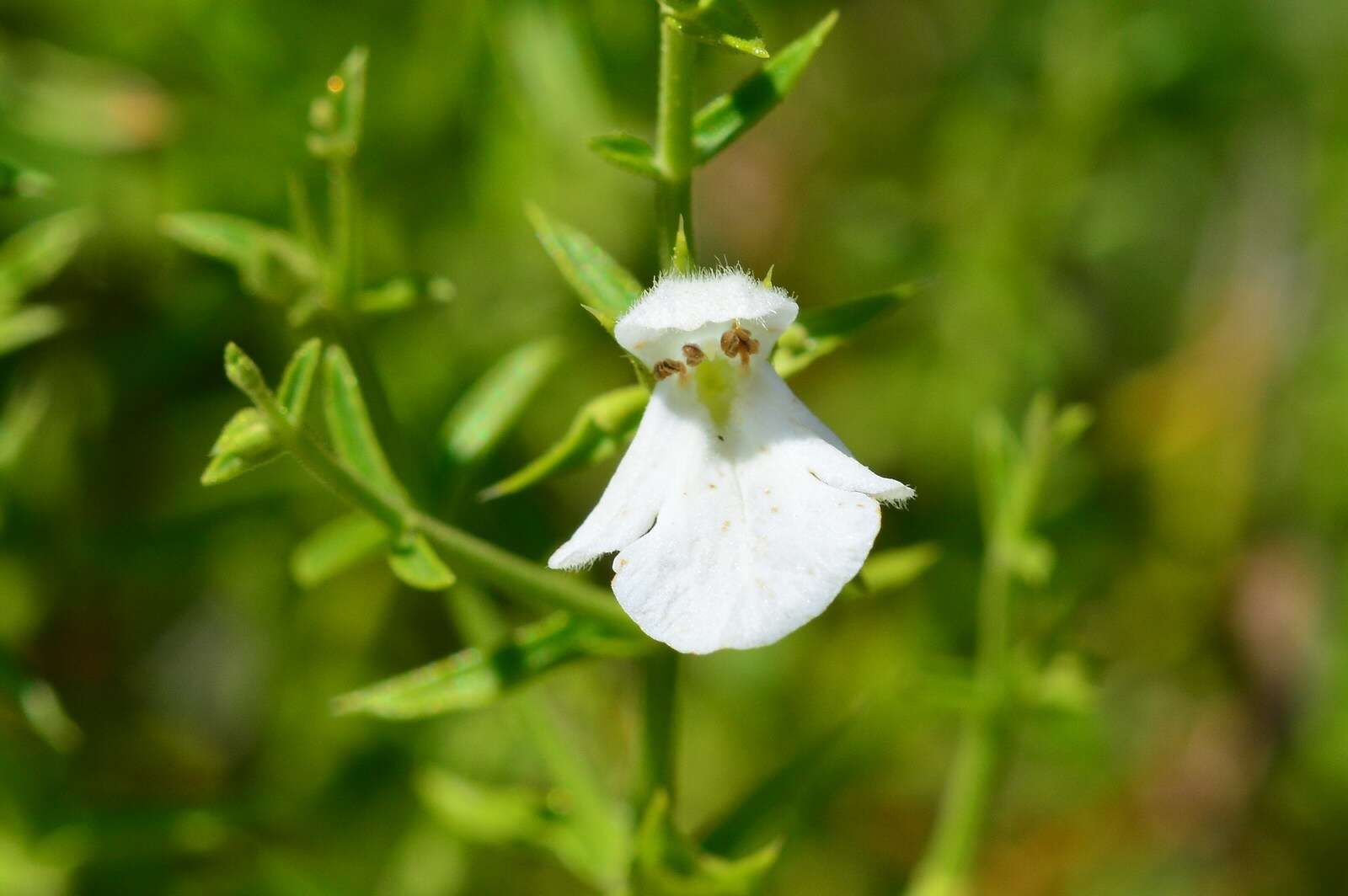 Image de Stachys glutinosa L.