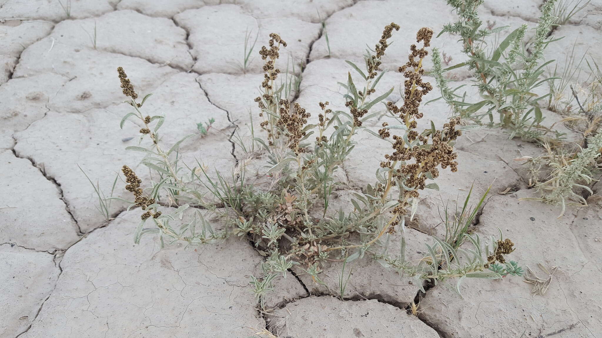 Image of sickle saltbush