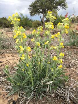 Image of Brenda's yellow cryptantha