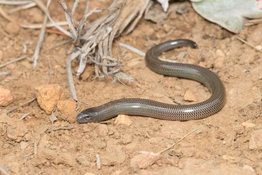 Image of Short-headed Legless Skink