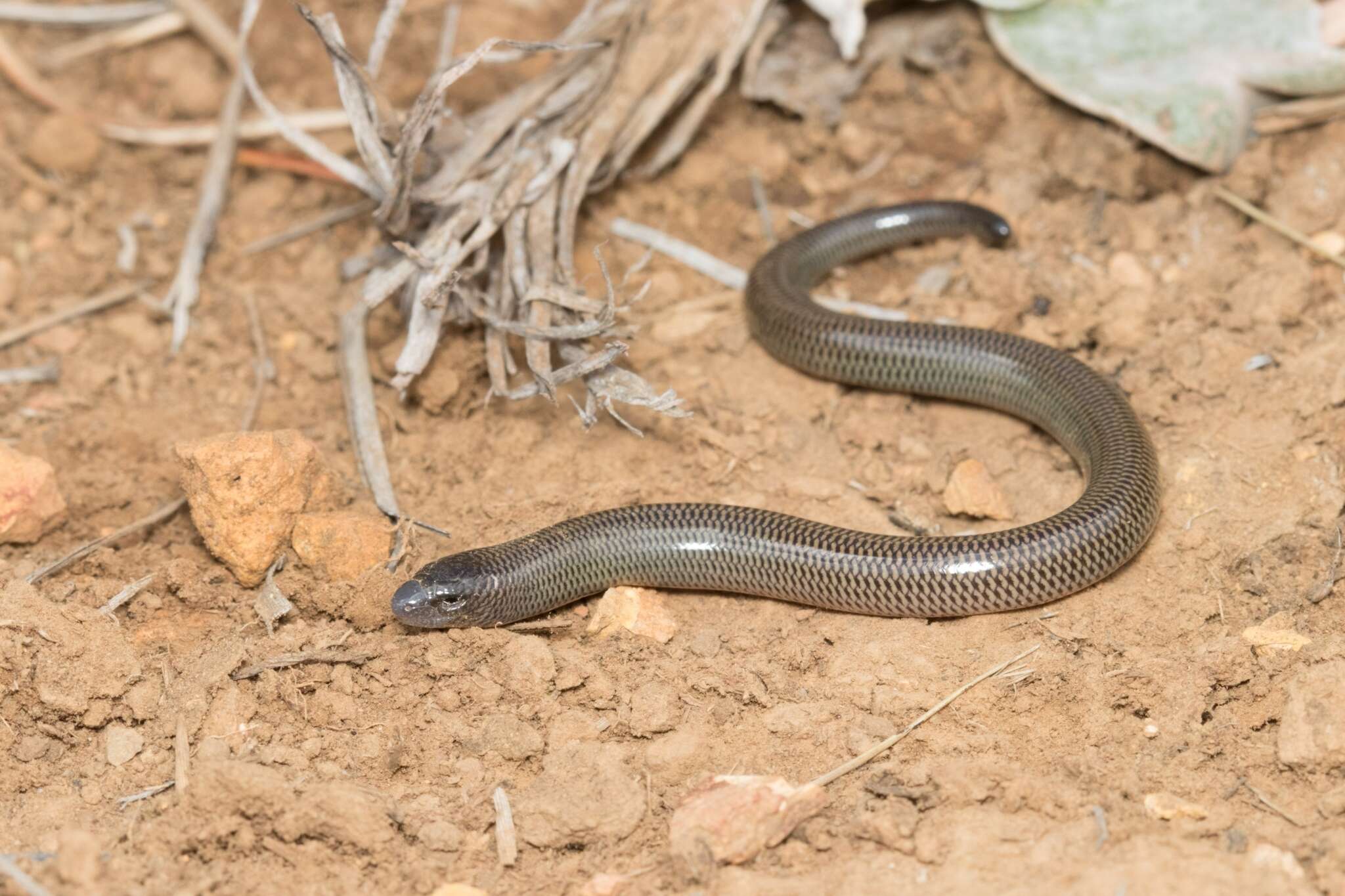 Image of Short-headed Legless Skink