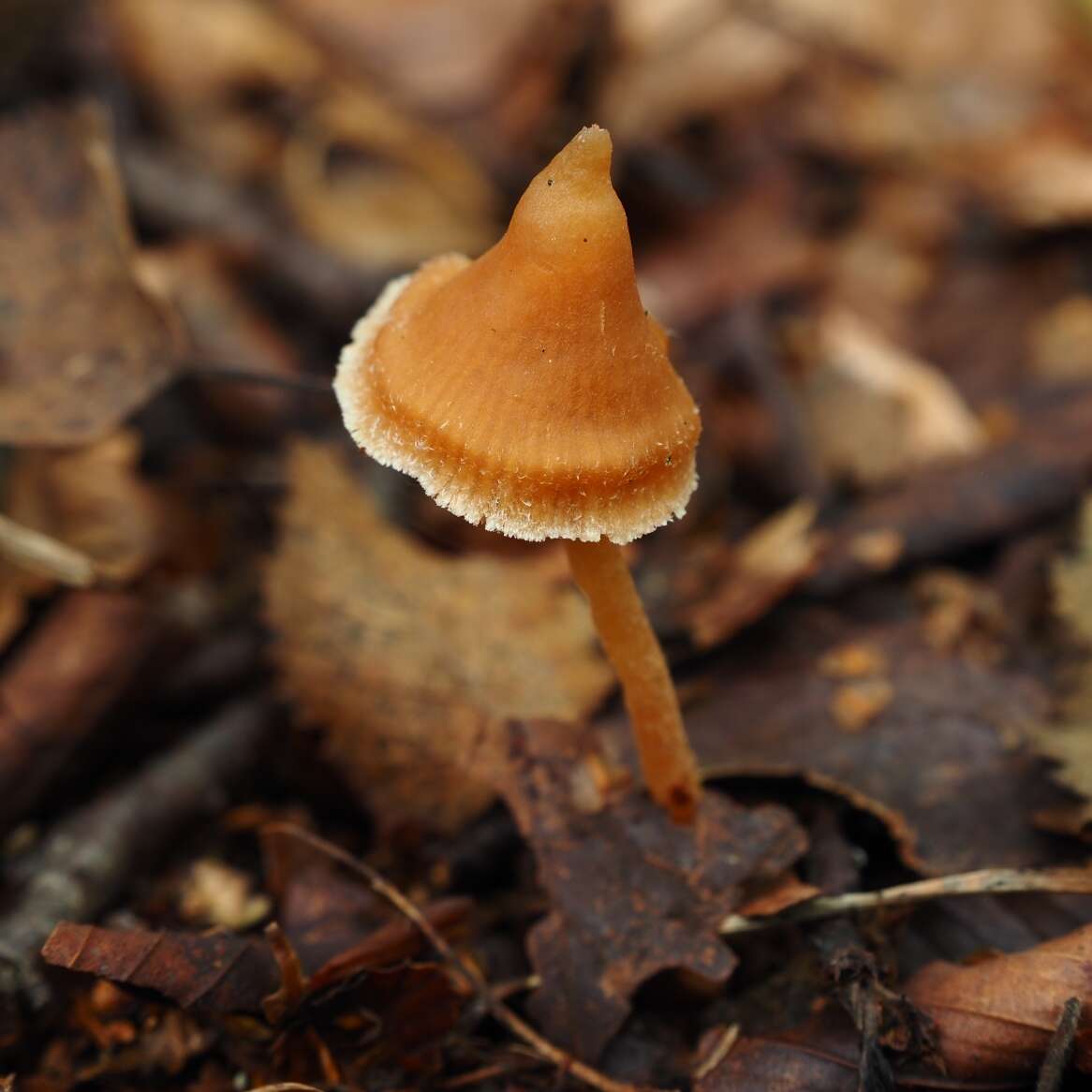 Image of Cortinarius acutus (Pers.) Fr. 1838