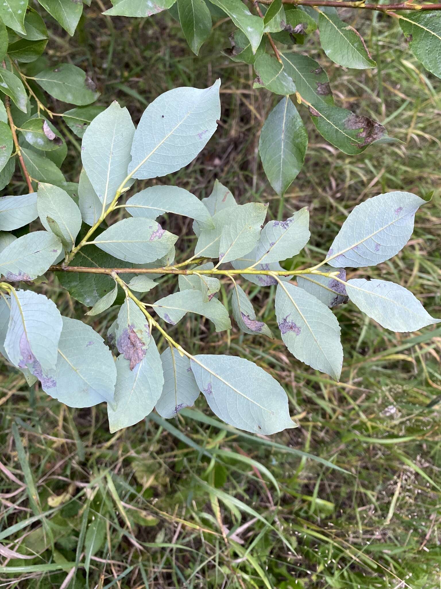 Image of Salix taraikensis Kimura