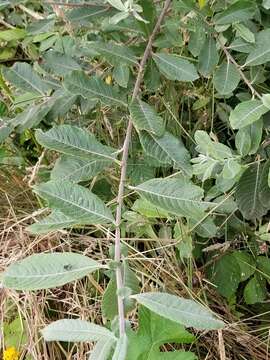 Image of Sitka willow