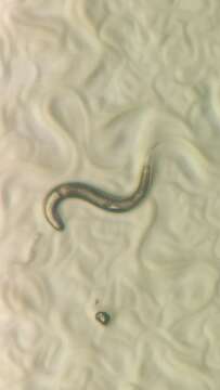 Image of Nematode