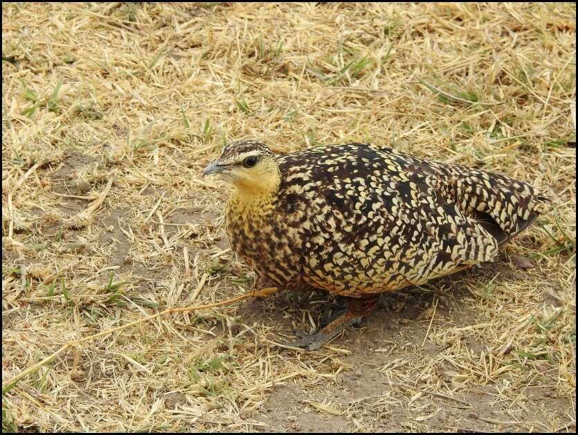 Image of Yellow-throated Sandgrouse