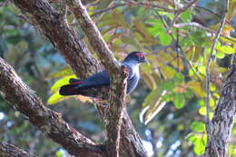 Image of blue pigeon