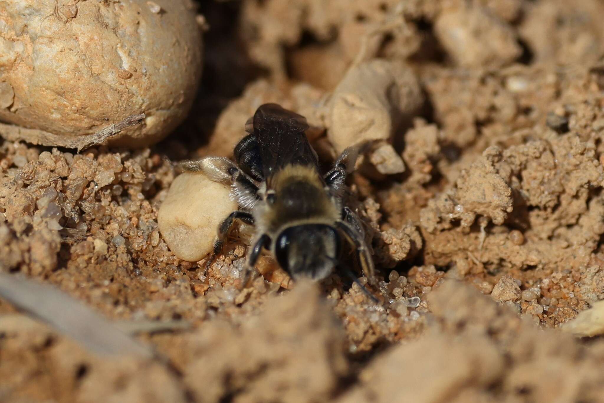 Image of Barbara's Andrena