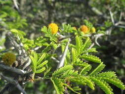 Слика од Vachellia farnesiana var. pinetorum (F. J. Herm.) Seigler & Ebinger