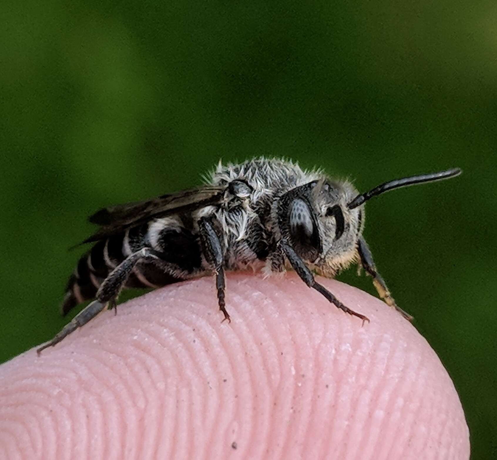 Image of Coelioxys sodalis Cresson 1878