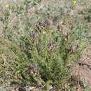 Sivun Oxytropis glandulosa Turcz. kuva