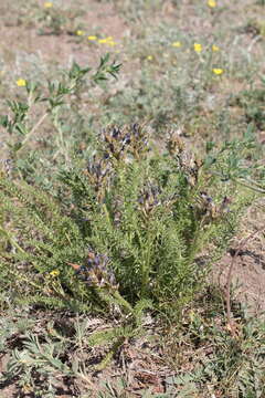 Image de Oxytropis glandulosa Turcz.