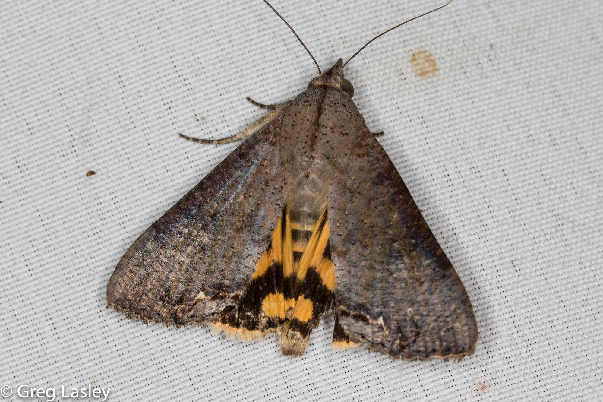 Image of Hypocala Moth