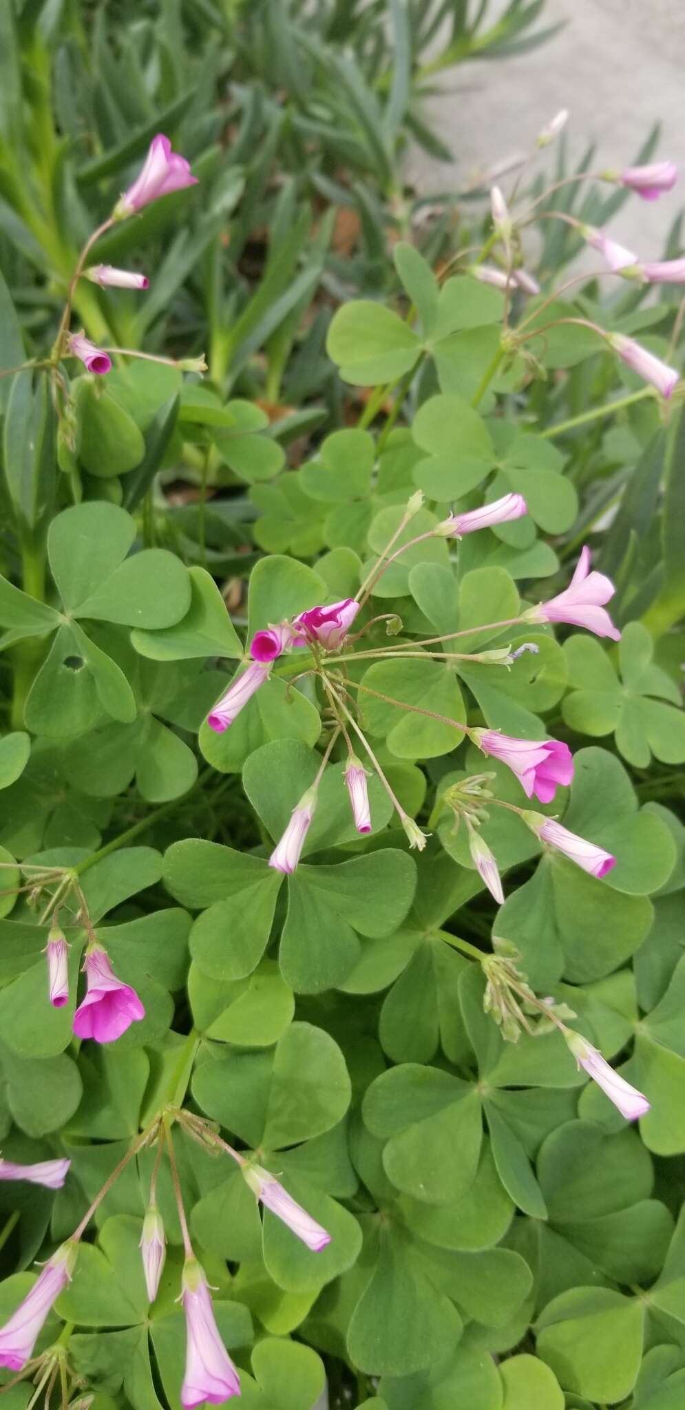 Sivun Oxalis articulata subsp. rubra (A. St.-Hil.) Lourteig kuva