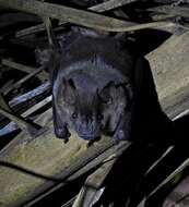 Image of Flat-faced Fruit-eating Bat