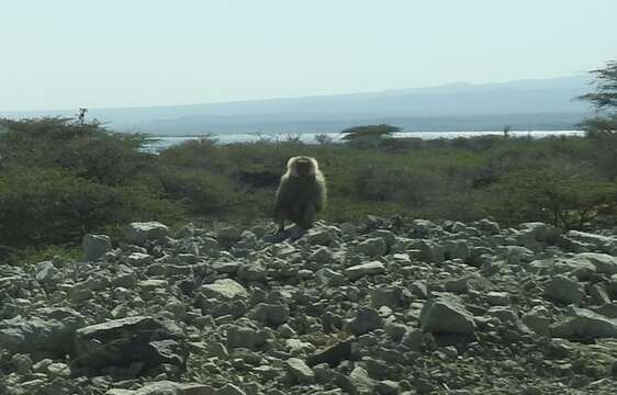 Image of hamadryas baboon