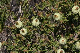 Image de Melaleuca squarrosa Donn