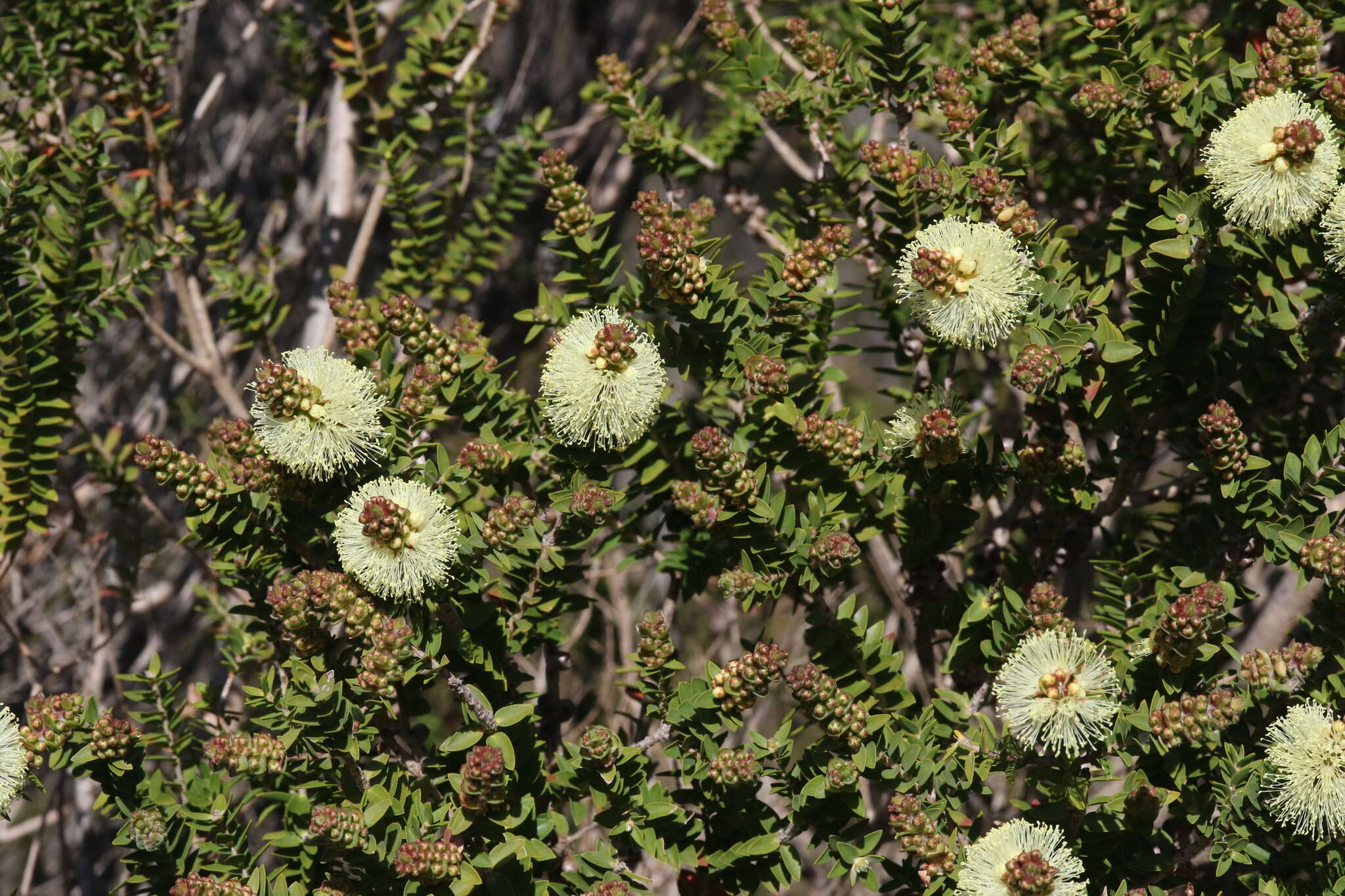 Image de Melaleuca squarrosa Donn