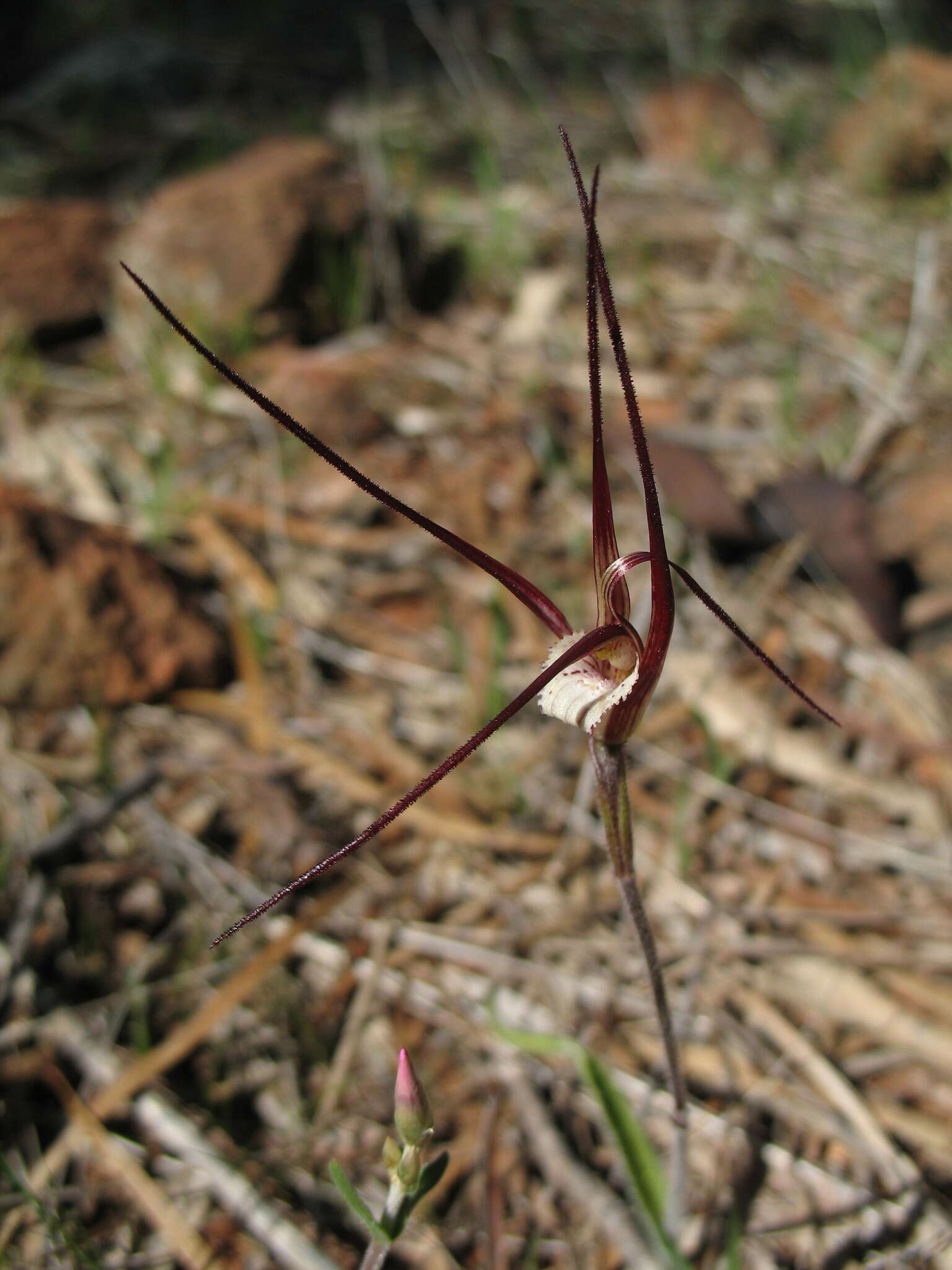 Image of Caladenia denticulata subsp. rubella A. P. Br. & G. Brockman