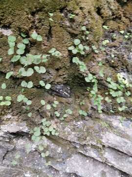 Image of Adiantum capillus-junonis Rupr.