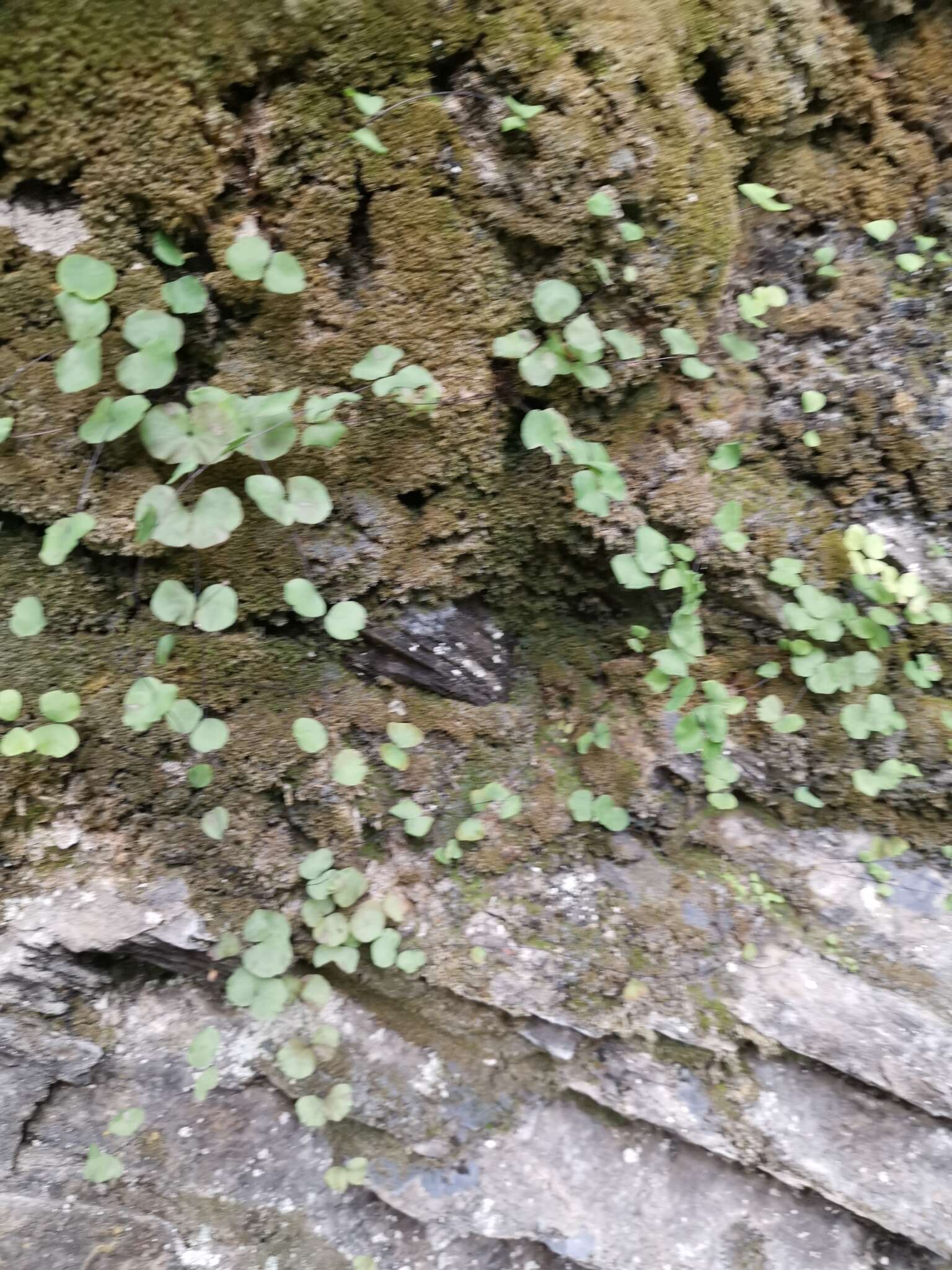 Adiantum capillus-junonis Rupr.的圖片