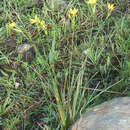Image of Bobartia gracilis Baker