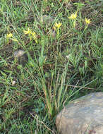 Image of Bobartia gracilis Baker