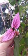 Image of Dalechampia aristolochiifolia Kunth