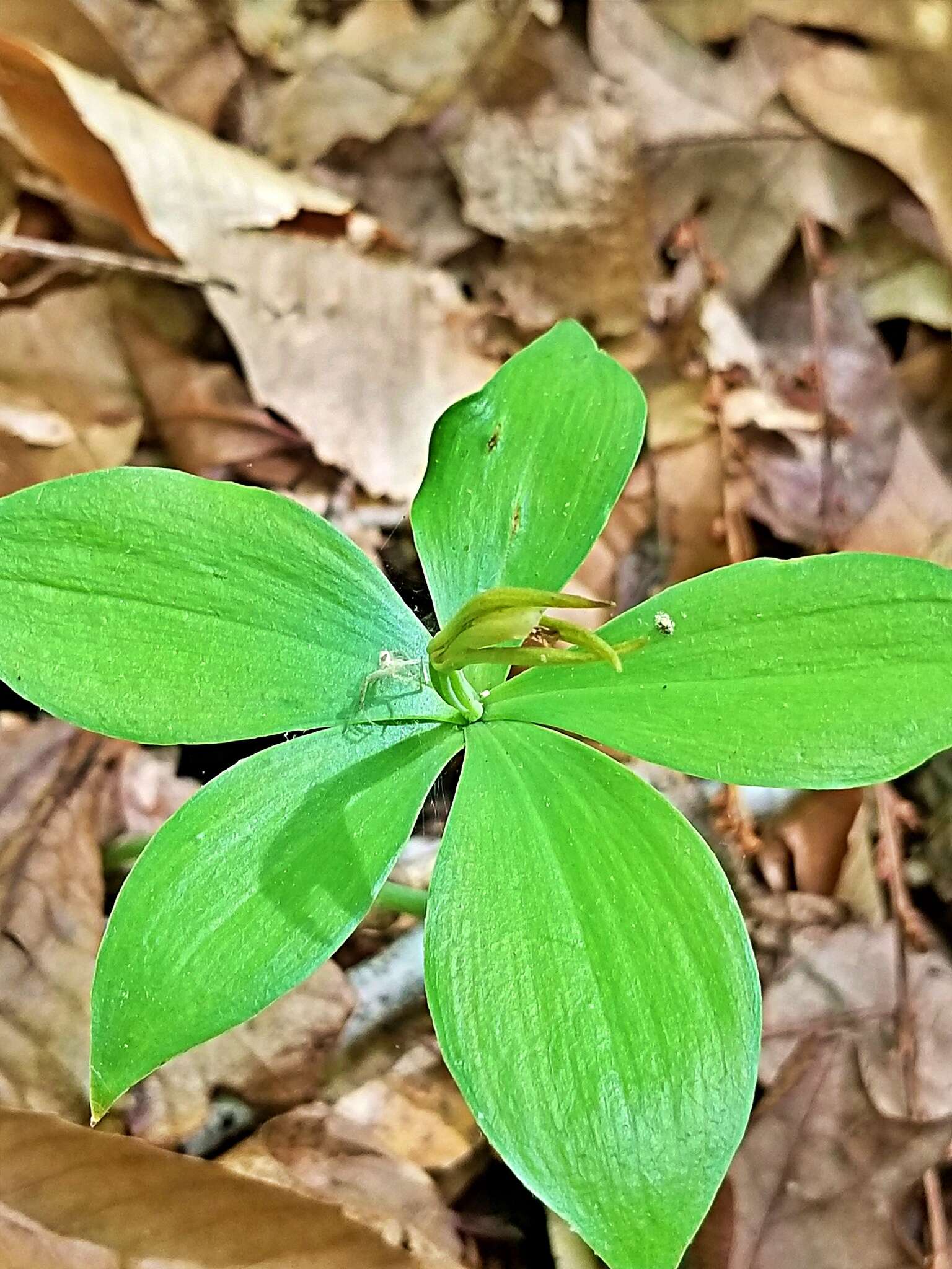 Imagem de Isotria medeoloides (Pursh) Raf.