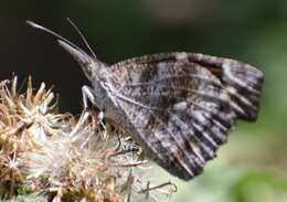 Image of Libytheana carinenta mexicana Michener 1943