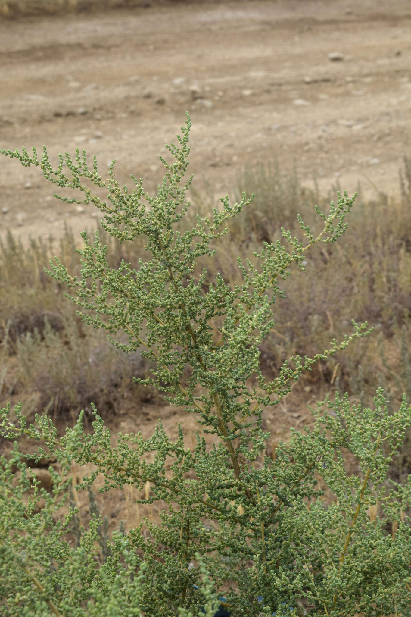 Nitrosalsola dendroides (Pall.) Theodorova resmi