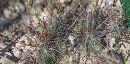 Image of Schott's Prickly-pear Cactus