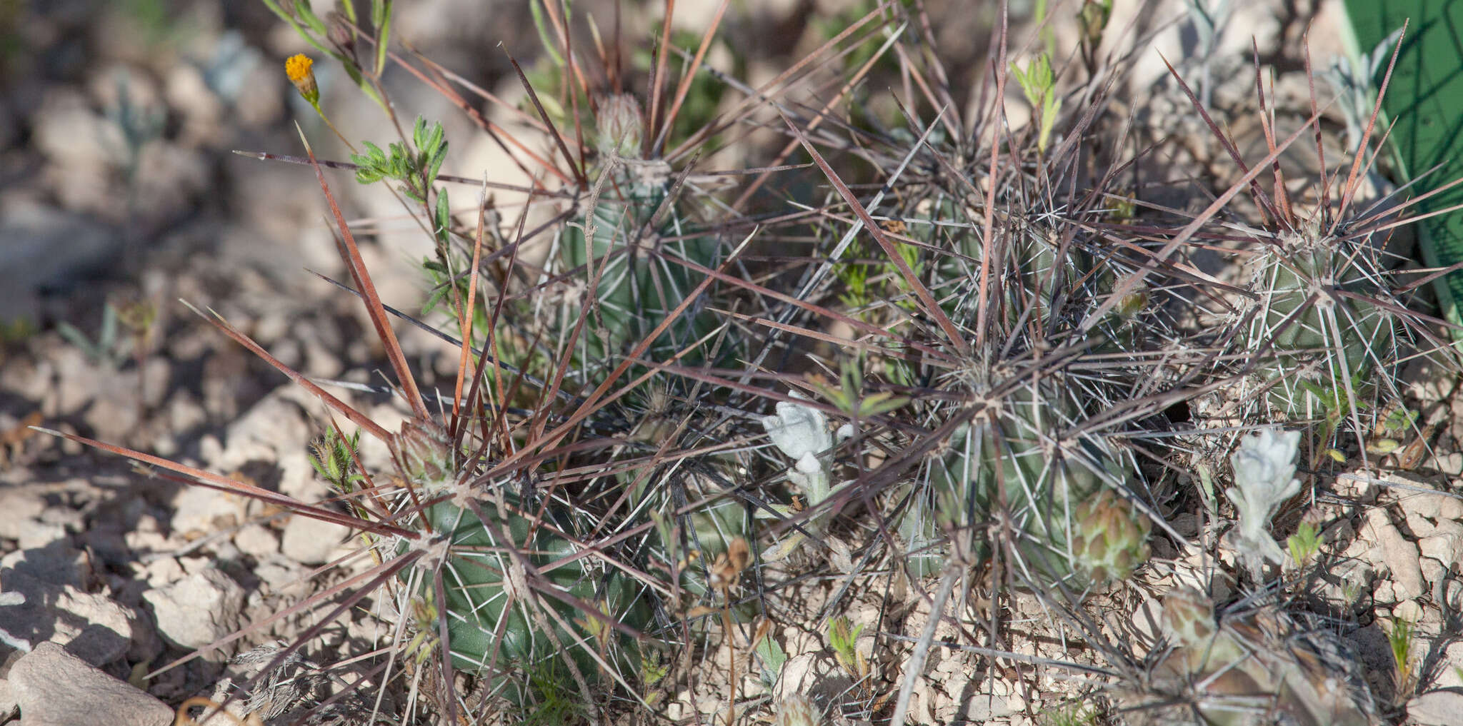 Image of Schott's Prickly-pear Cactus