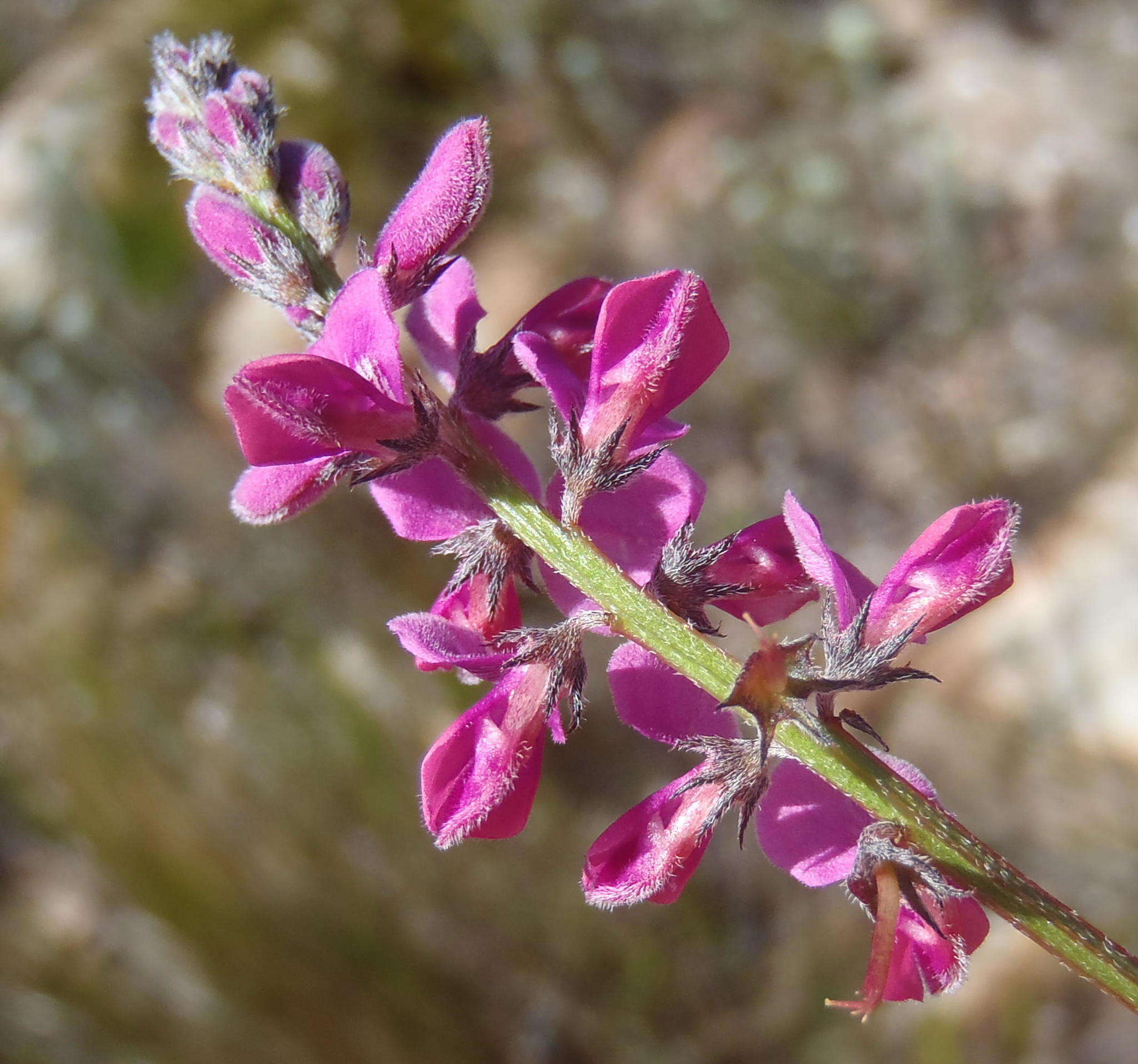 Слика од Indigofera declinata E. Mey.