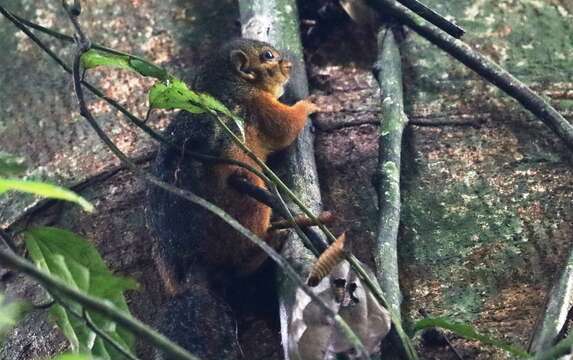 Image of Fire-footed Rope Squirrel